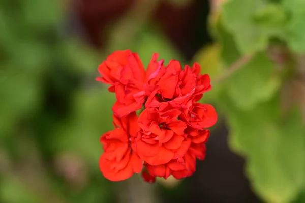 Hermosa Flor Brillante Creciendo Jardín — Foto de Stock