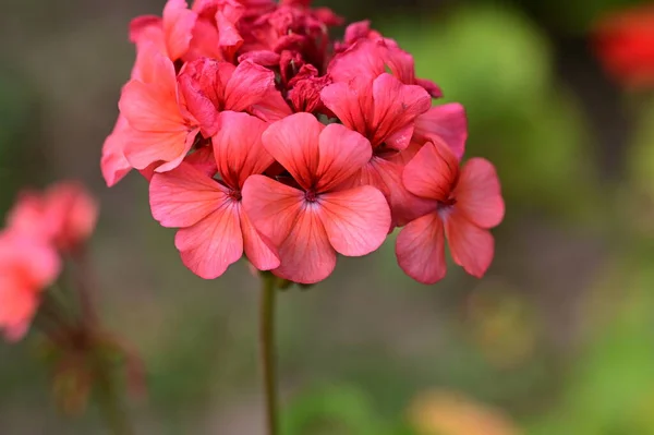 Vackra Ljusa Blomma Växer Trädgården — Stockfoto