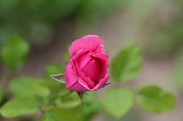 Rosa Hermosa Jardín —  Fotos de Stock