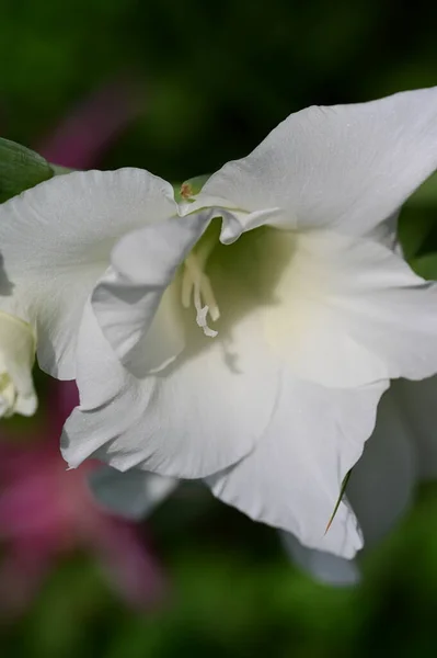 Красива Яскрава Квітка Росте Саду — стокове фото