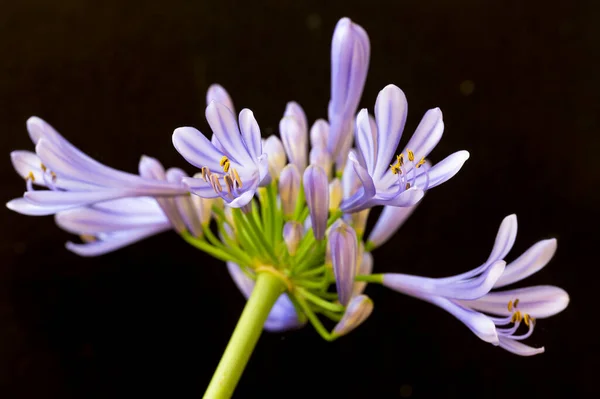 stock image beautiful flower on black background,  close up