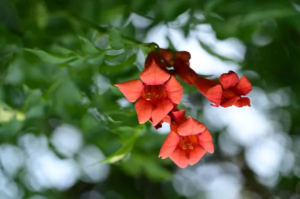 夏日阳光明媚 花园里长着美丽的红花 — 图库照片