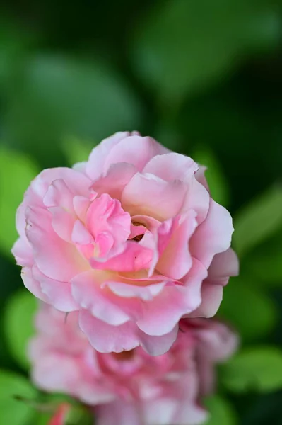 Belle Rose Lumineuse Poussant Dans Jardin — Photo