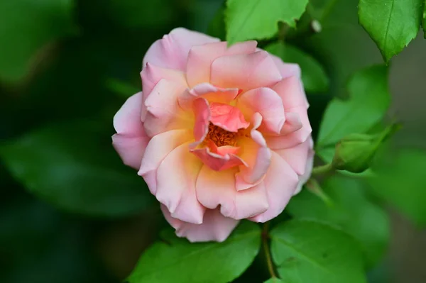 Όμορφο Φωτεινό Τριαντάφυλλο Αυξάνεται Στον Κήπο — Φωτογραφία Αρχείου