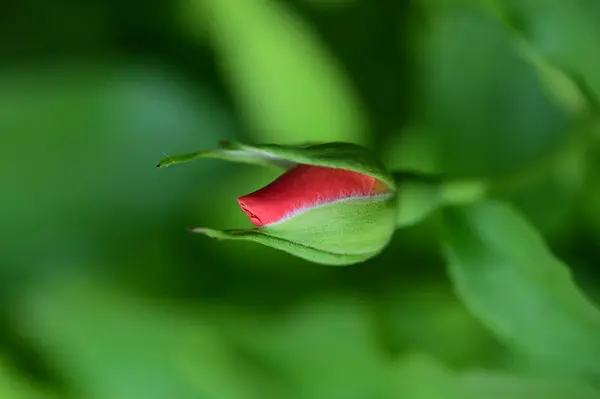 Belle Rose Lumineuse Poussant Dans Jardin — Photo