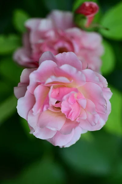 Närbild Rosa Rosor Trädgården — Stockfoto