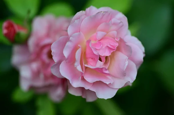 Gros Plan Une Rose Rose Dans Jardin — Photo