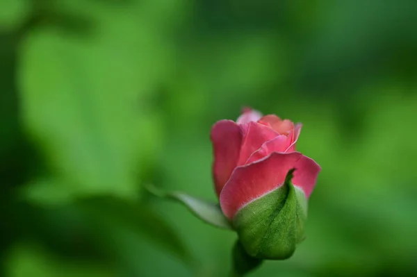 Bella Rosa Brillante Che Cresce Giardino — Foto Stock