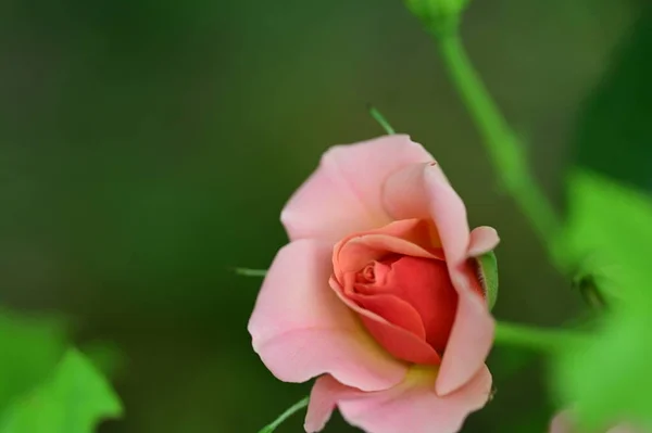 Piękna Jasna Róża Rośnie Ogrodzie — Zdjęcie stockowe