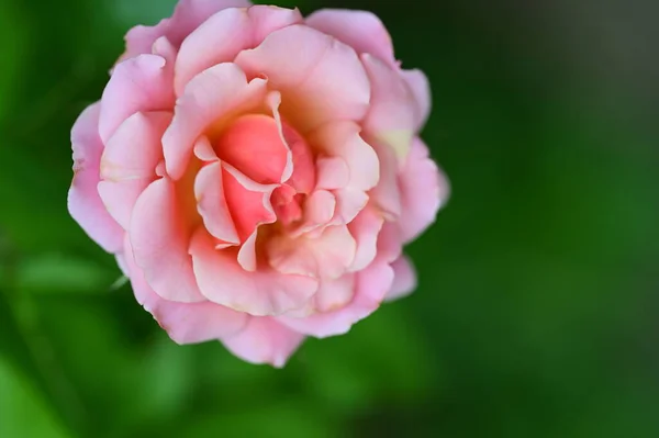 Красива Яскрава Троянда Росте Саду — стокове фото