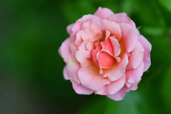 Mooie Heldere Roos Groeien Tuin — Stockfoto