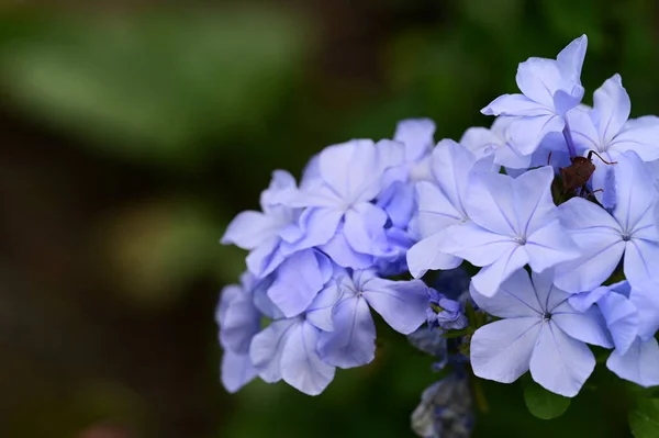 Gyönyörű Fényes Virágok Nőnek Kertben — Stock Fotó