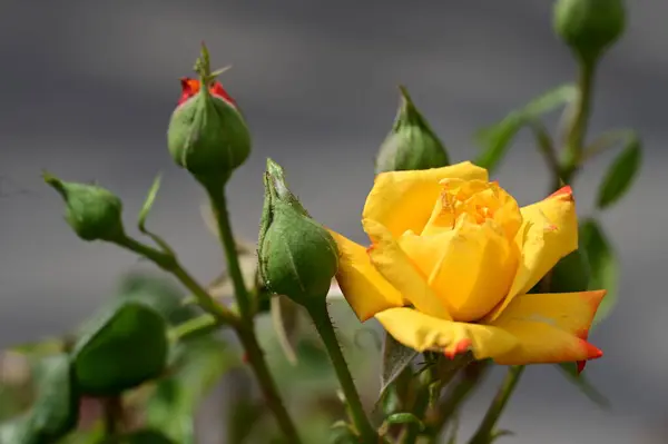 Schöne Helle Rose Die Garten Wächst — Stockfoto