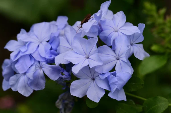 Hermosas Flores Azules Jardín Vista Cerca Imagen De Stock
