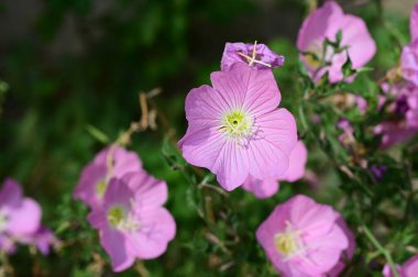 Bahçede büyüyen güzel parlak çiçekler 