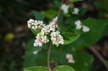 bahçede büyüyen güzel parlak çiçek 