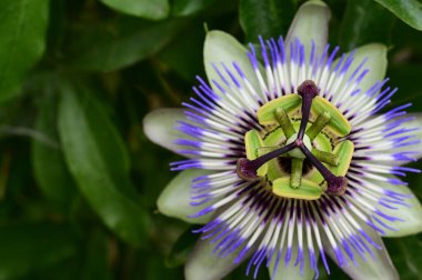 bahçede büyüyen güzel parlak çiçek 