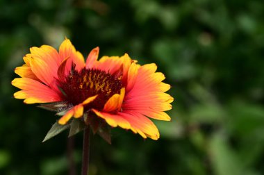 bahçede büyüyen güzel parlak çiçek 