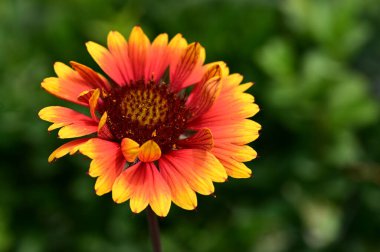 bahçede büyüyen güzel parlak çiçek 