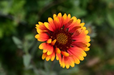 bahçede büyüyen güzel parlak çiçek 