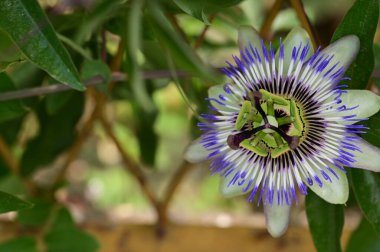 bahçede büyüyen güzel parlak çiçek 