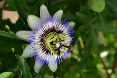 bahçede büyüyen güzel parlak çiçek 