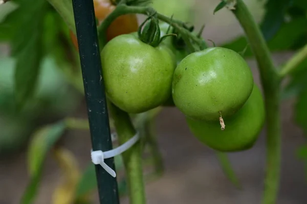 Zelená Rajčata Skleníku Organické Potraviny — Stock fotografie