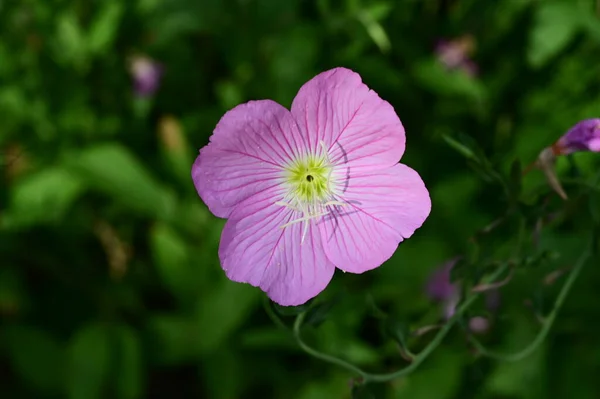 庭で育つ美しい明るい花 — ストック写真