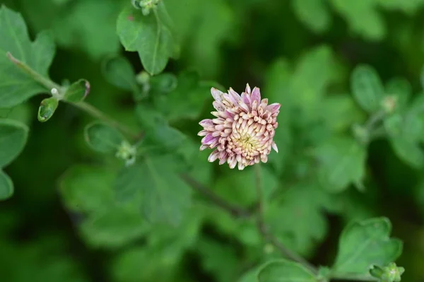 Piękny Jasny Kwiat Rośnie Ogrodzie — Zdjęcie stockowe