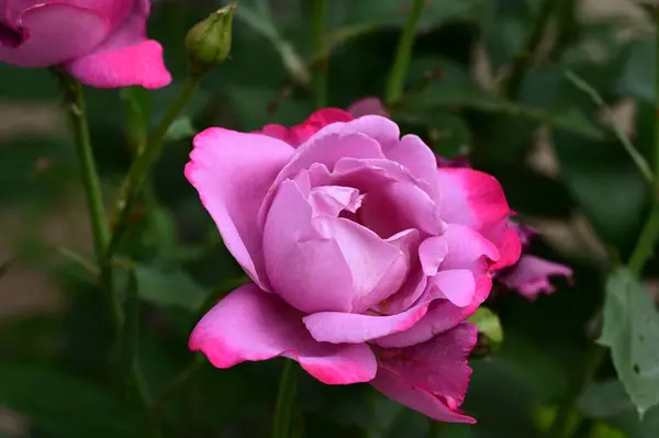 庭で美しい明るいバラが育ち — ストック写真