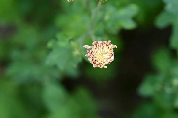Krásná Jasná Květina Rostoucí Zahradě — Stock fotografie