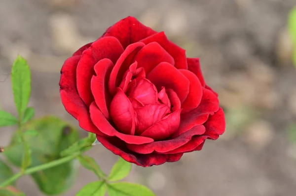Красивые Яркие Розы Растущие Саду — стоковое фото