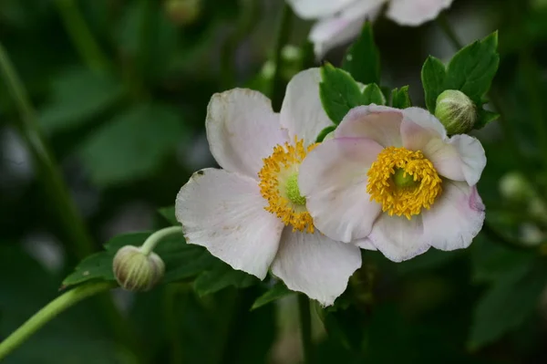 Vackra Ljusa Blommor Som Växer Trädgården — Stockfoto