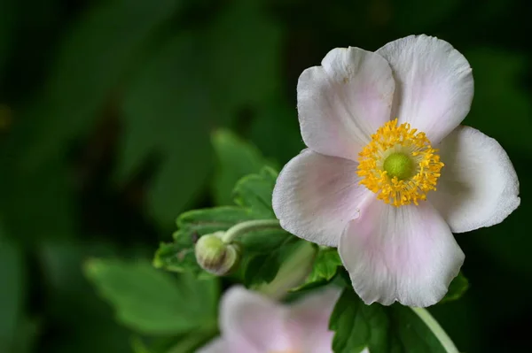 Belle Fleur Lumineuse Poussant Dans Jardin — Photo