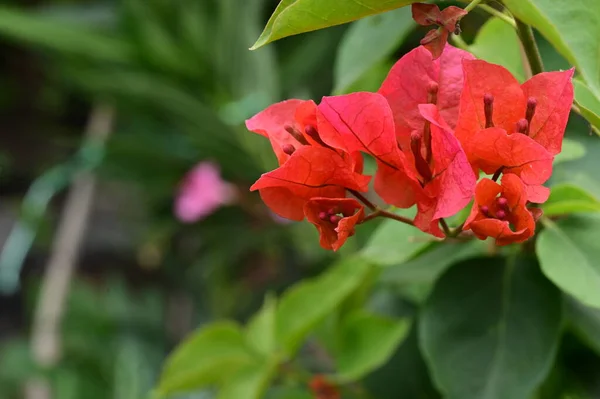 Vackra Röda Blommor Xer Trã Dgã Rden Sommaren Solig Dag — Stockfoto