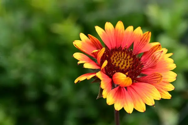 Красивый Яркий Цветок Растет Саду — стоковое фото