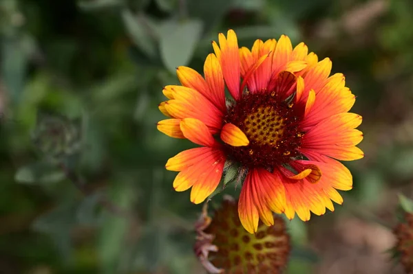 Piękny Jasny Kwiat Rośnie Ogrodzie — Zdjęcie stockowe