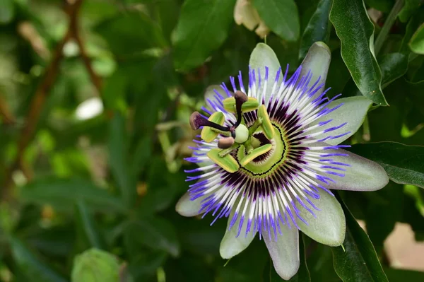 Όμορφο Φωτεινό Λουλούδι Καλλιέργεια Στον Κήπο — Φωτογραφία Αρχείου