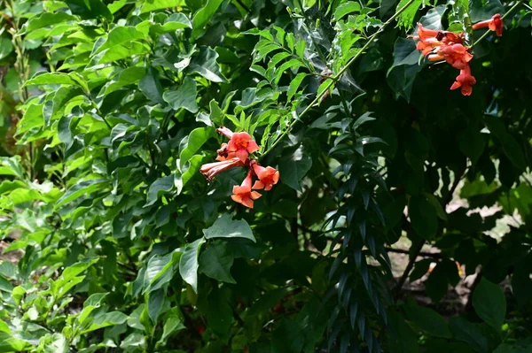 Όμορφα Κόκκινα Λουλούδια Που Αναπτύσσονται Στον Κήπο Την Ηλιόλουστη Μέρα — Φωτογραφία Αρχείου