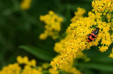 butterfly on the flower  with bug