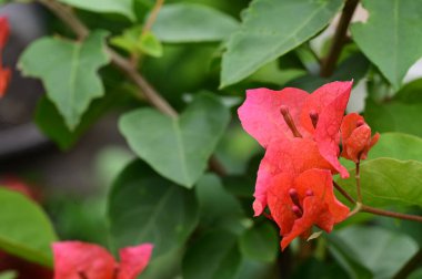 Güneşli yaz gününde bahçede yetişen güzel kırmızı çiçekler.