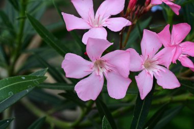 Bahçedeki güzel pembe çiçekler