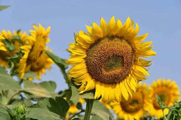 Beautiful Bright Sunflowers Growing Field — Stock Photo, Image