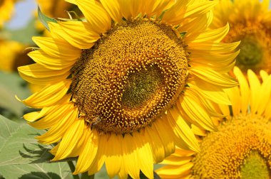 tarlada büyüyen güzel parlak ayçiçekleri 