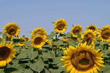 tarlada büyüyen güzel parlak ayçiçekleri 