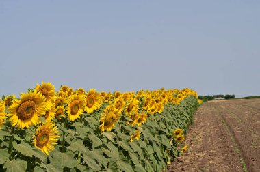 tarlada büyüyen güzel parlak ayçiçekleri 