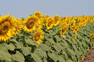 tarlada büyüyen güzel parlak ayçiçekleri 