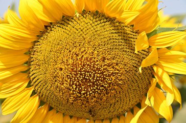 Güzel, parlak ayçiçeği tarlada büyüyor. 