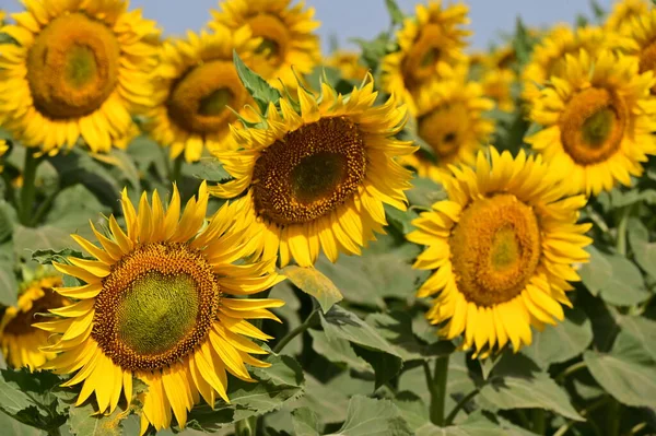 stock image beautiful bright   sunflowers growing   in field 