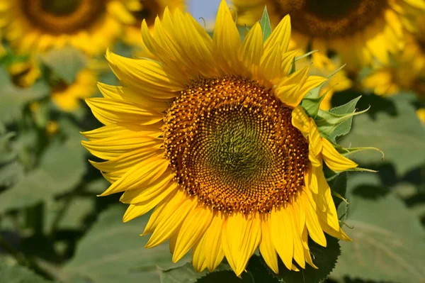 Stock image beautiful bright   sunflowers growing   in field 